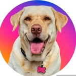 Olá, eu sou a Nala!