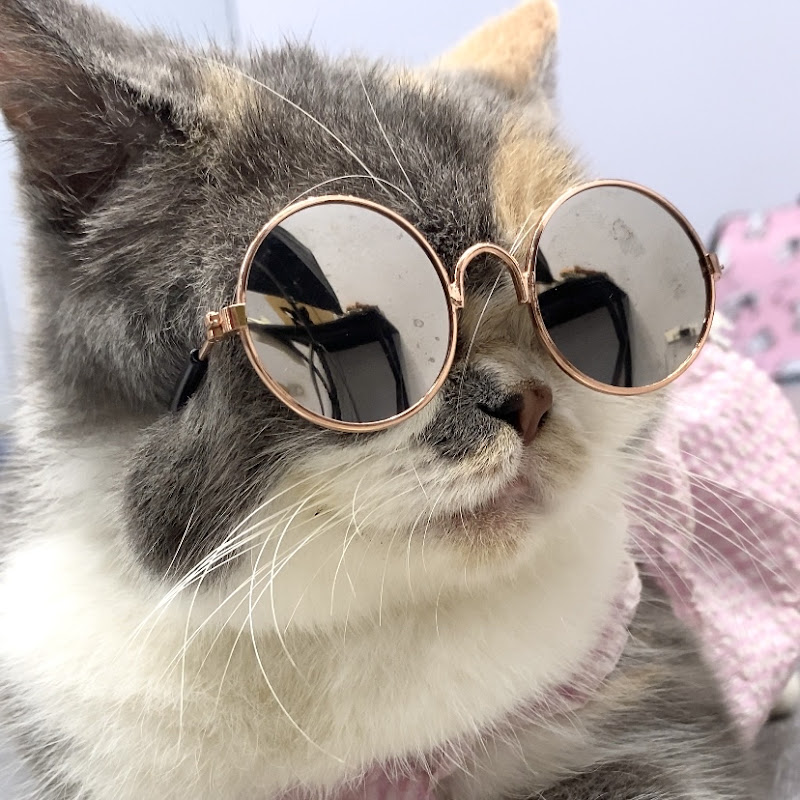 Cat cute