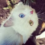 the_woman_in_the_dunes