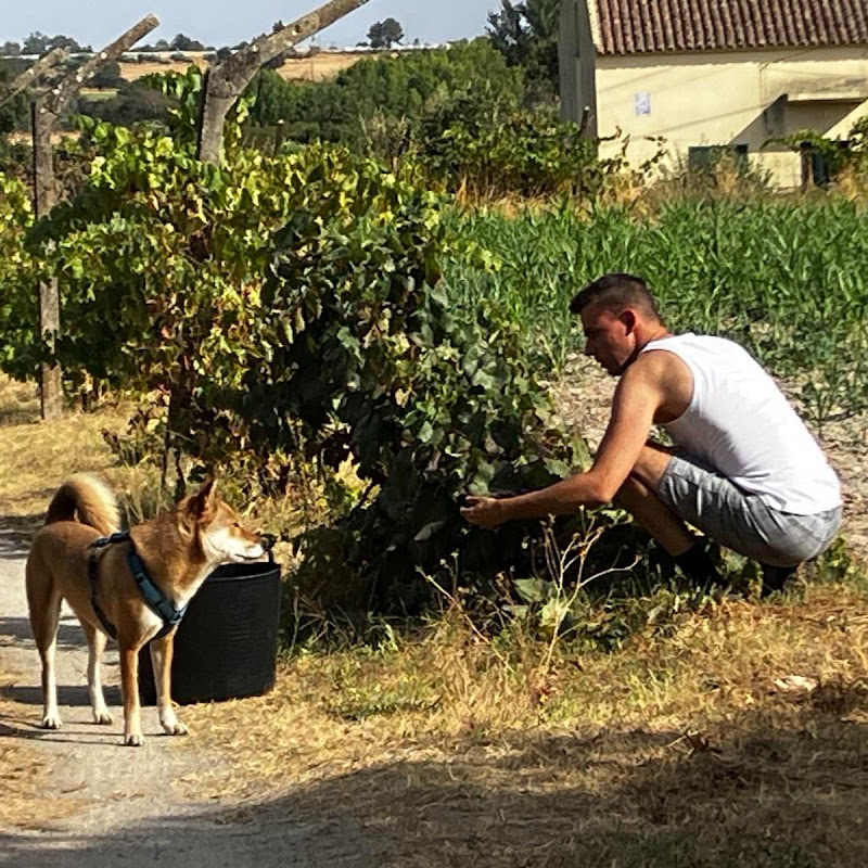 Rena's Homestead Life