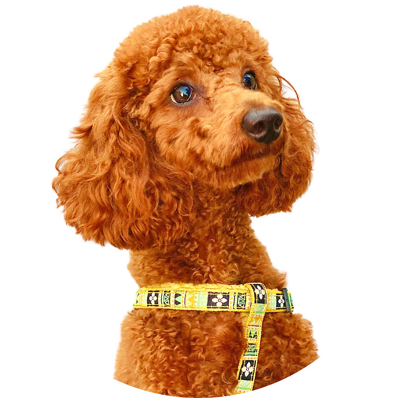 Charlie Toy