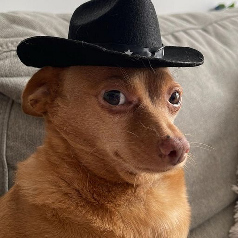 Pet Being Foolish Daily