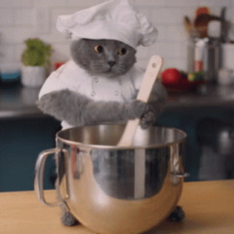Daily life of Support chef Cat