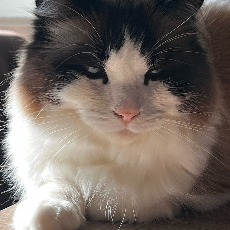 Mas Fluffy04