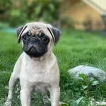Chase Pug Love - Adiestramiento Canino & Cuidados
