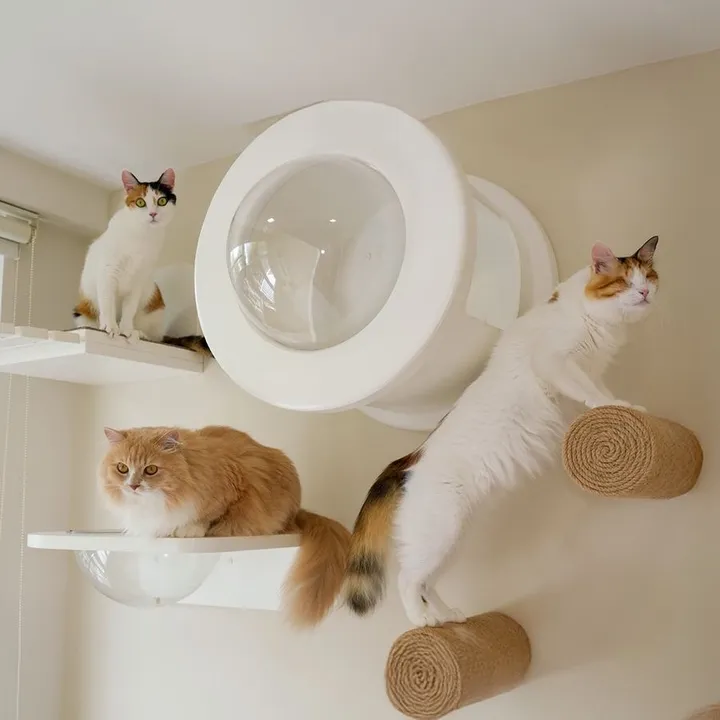 Princess, Cookie & Monkey