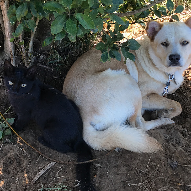 สวนผักหลังบ้าน ชนบทญี่ปุ่น