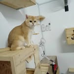 VIRAL INSTACAT CATTERY