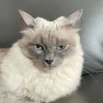 Pearl The Cat
