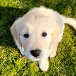 Iris 🐶🩷