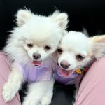 ‧₊˚✧ ᴛʀɪxɪᴇ ᴀɴᴅ ʏᴇᴇᴢʏ ✧˚₊‧