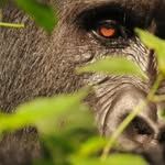 Gorilla trekking in Bwindi