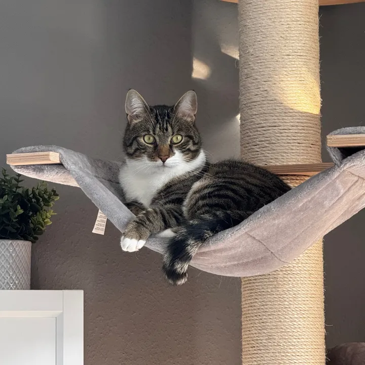 Lio