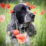 Lewis | 🇳🇱 | Cocker Spaniel