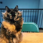サビ猫三姉妹の家