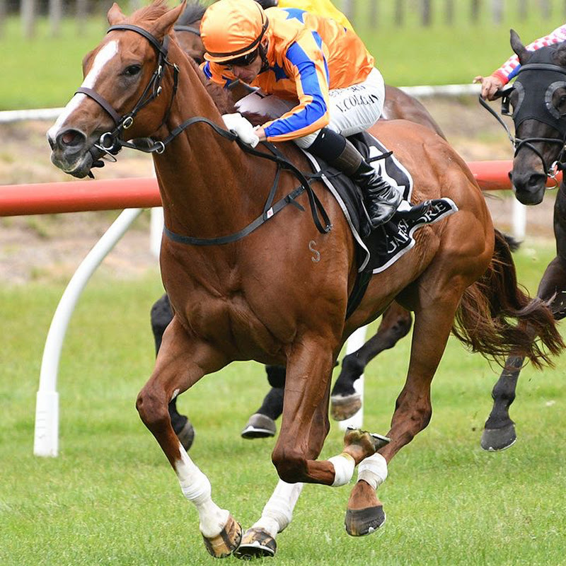 Horse Racing NZ