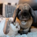 Lapinou 🐰Pancake 🐰Mochi-San 🐱