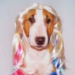 Mundo Bull Terrier Oficial