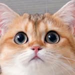 그루밍데이 고양이 cat 💕