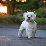 Westie Girls 🥰