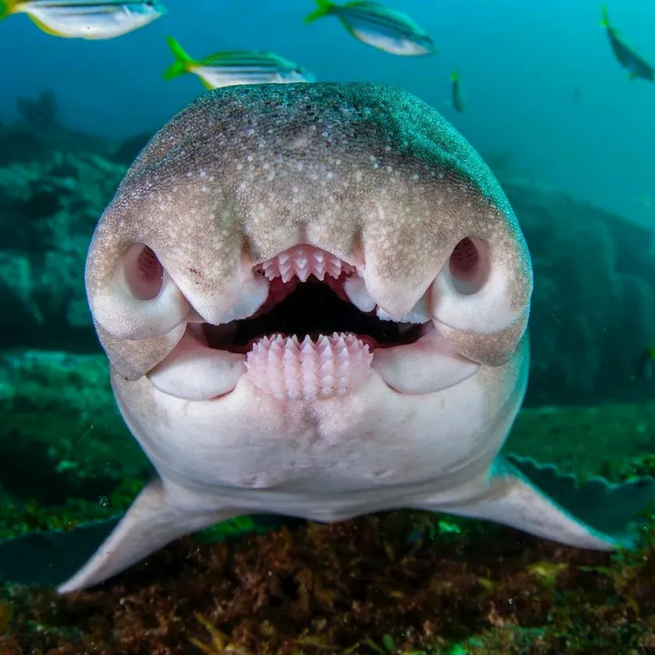 naturalezadark@gmail.com