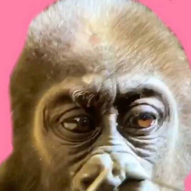 Something About Gorillas ゴリラっぱTV