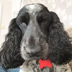 Cocker Betty