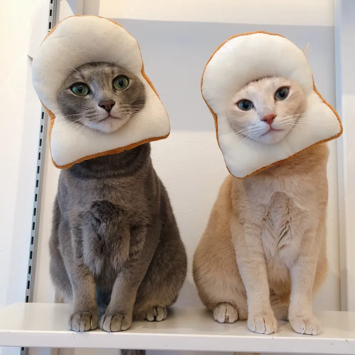 もちもちブラザーズ