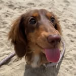 Your Daily Dose Of Wiener Dogs🌭🐶