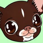 Kotaro | Chihuahua
