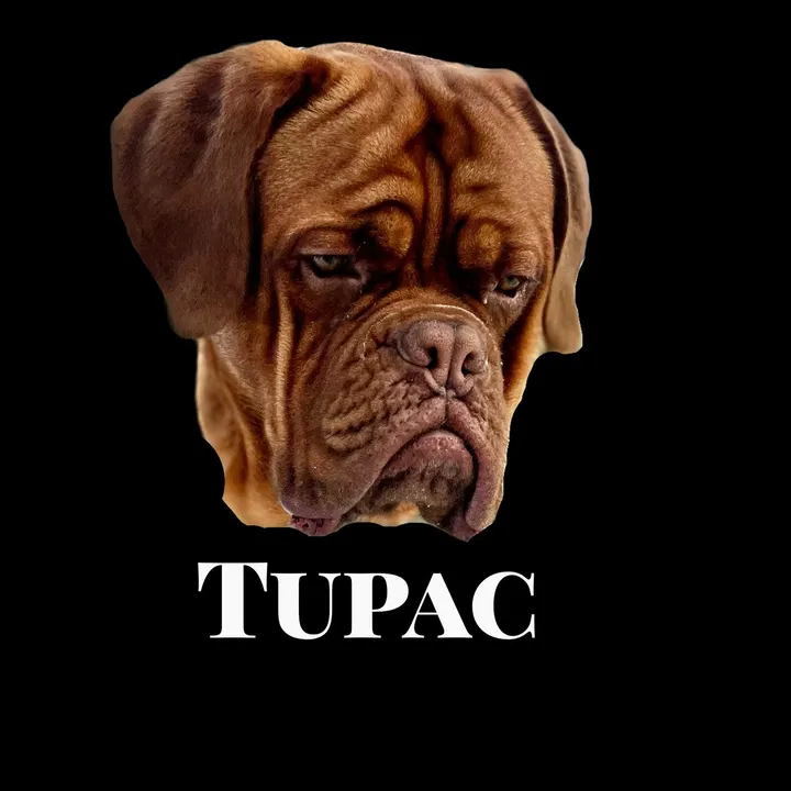 Tupac the dogue