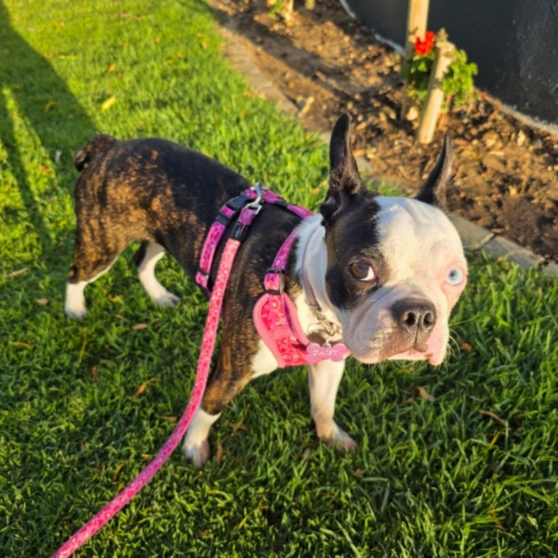 Daisy B the Boston Facts