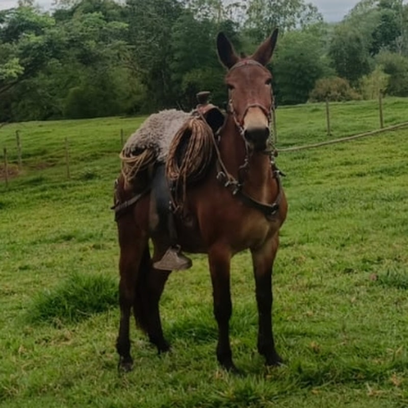 Llanero de Rancho 