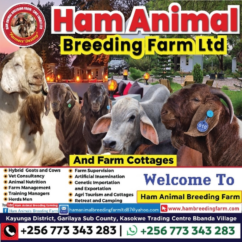 Ham Animal Breeding Farm