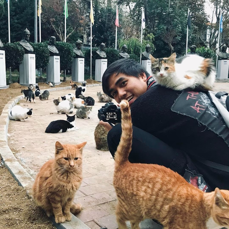 猫大黄全球吸猫