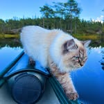 Theo the Norwegian Siberian