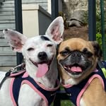 Urban Dog Squad
