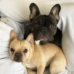 Howie and Rue