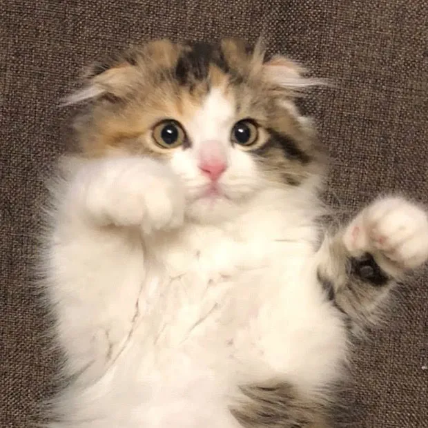 夫と猫。｜じわじわくる日常、見守ってます