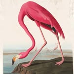 CAFÉ FLAMINGO