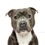 Klaus the Blue Staffy