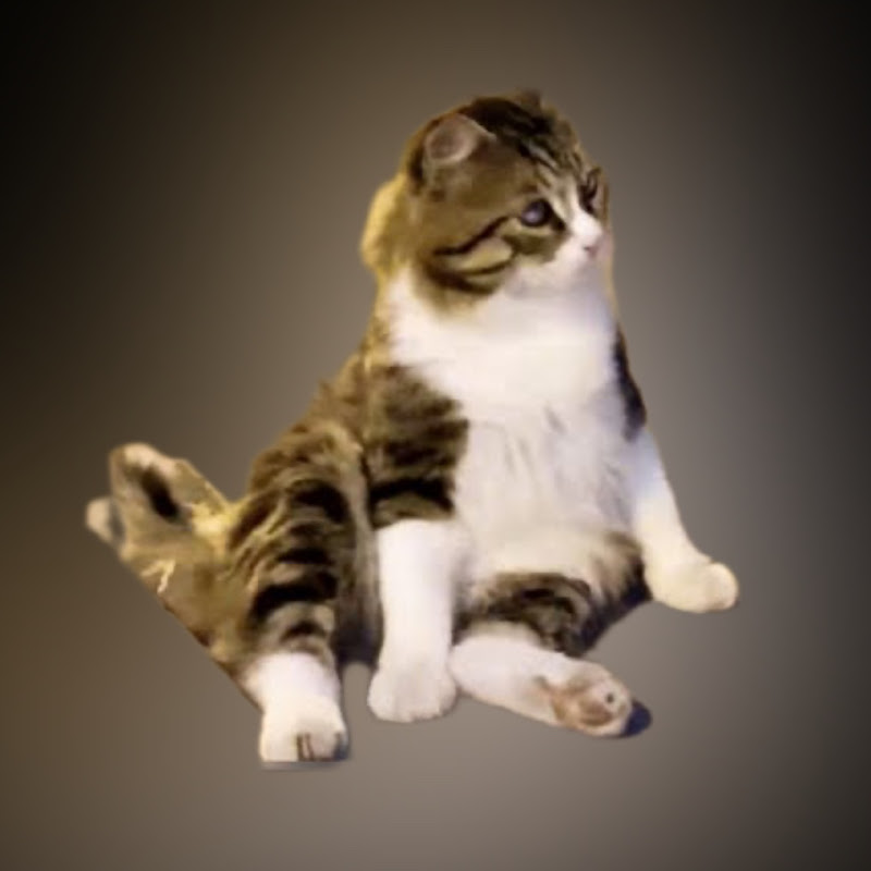 Hello Cat World