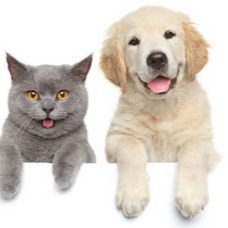 Relaxing Videos for Cats, Dogs, and People.