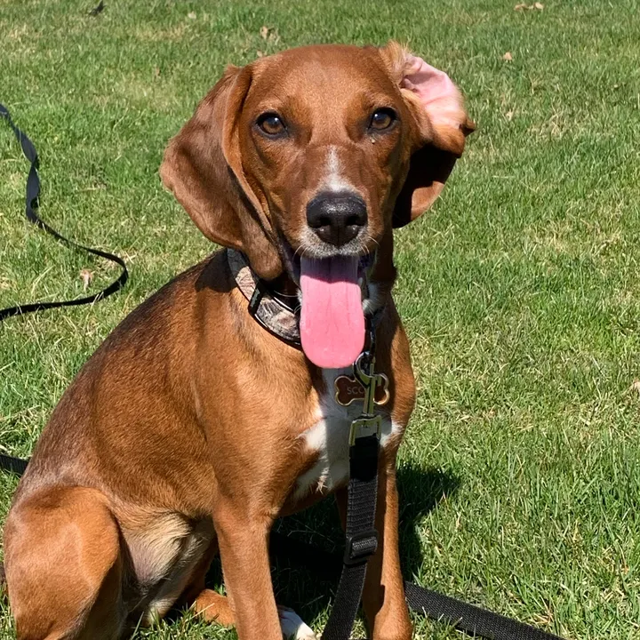 Scout Redbonebeagle
