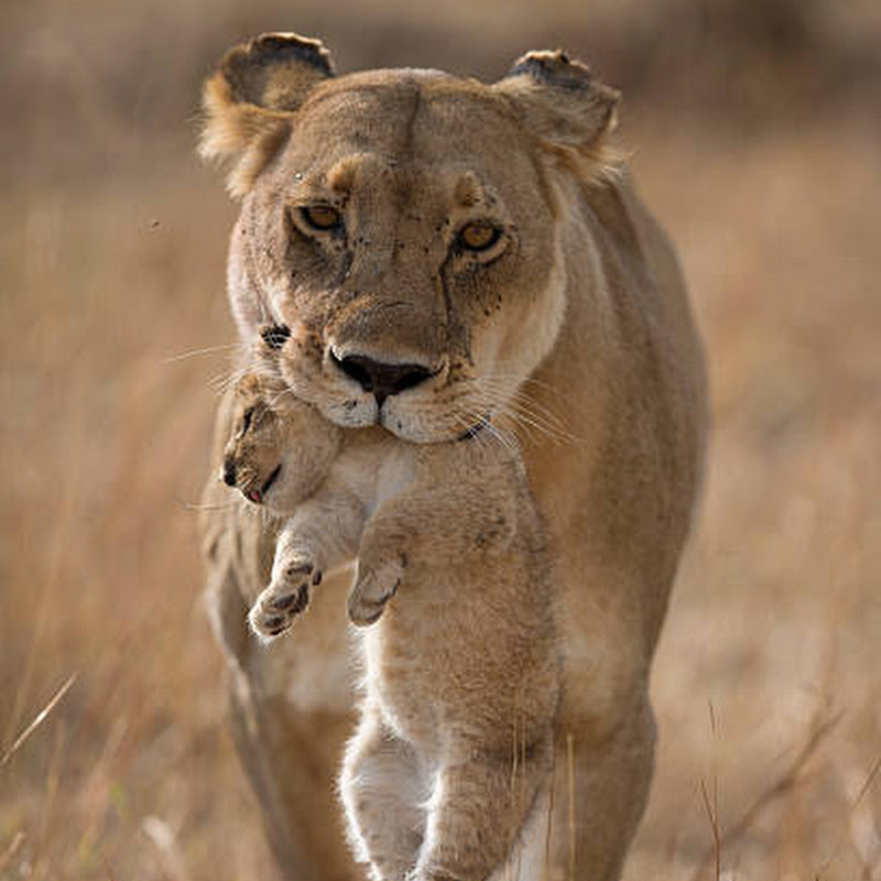 Paws Guardian