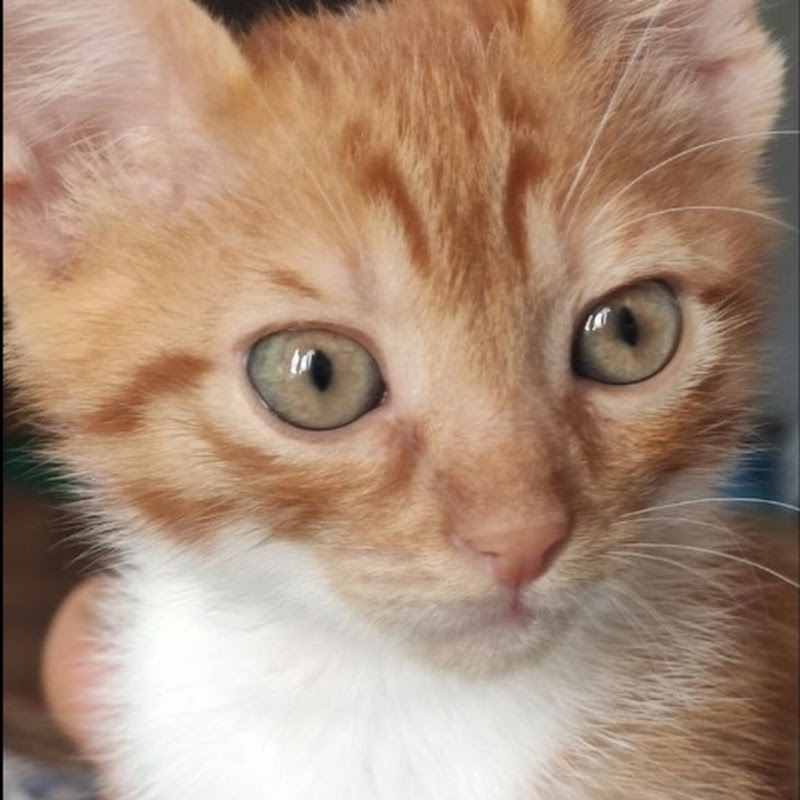 ZebelCat 