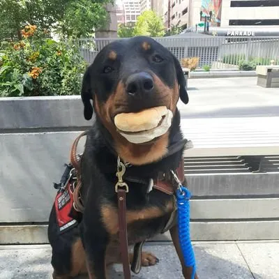 servicerotties 🇨🇦