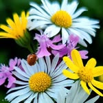 ᗪᎧᎶᗩЧᕱ_ᗪᏋᐯᗣᗰ