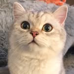 Ollie the Cat