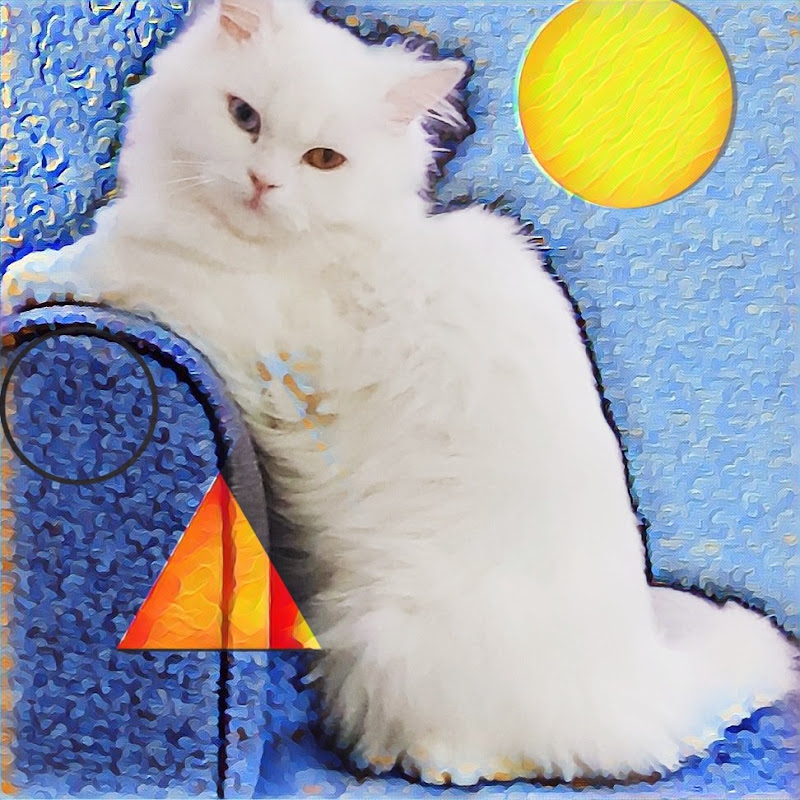 The Cute cats life